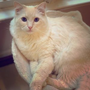 Meet your Posher’s BFF! King Henry 👑 💕